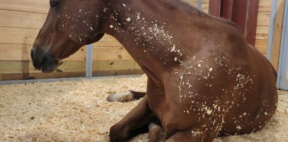 Wellness Treatments for Horses